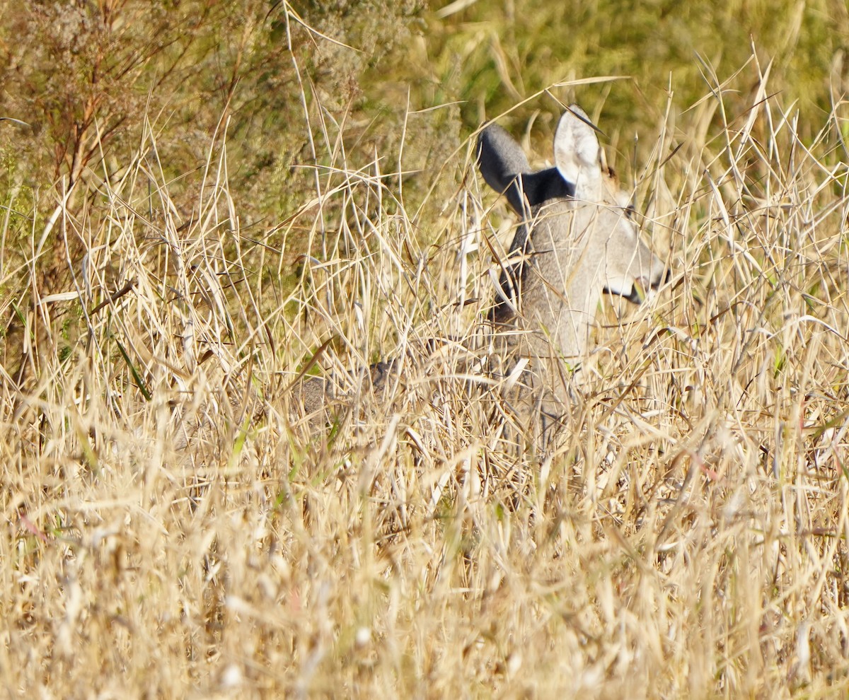 Florida White-tailed Deer - ML646383895
