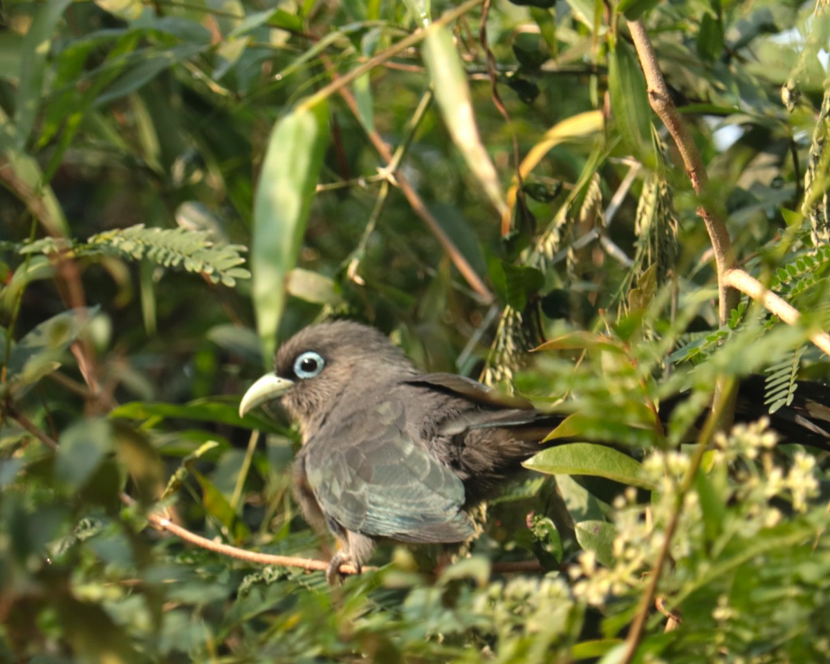 Малкога сірочерева - ML646383901