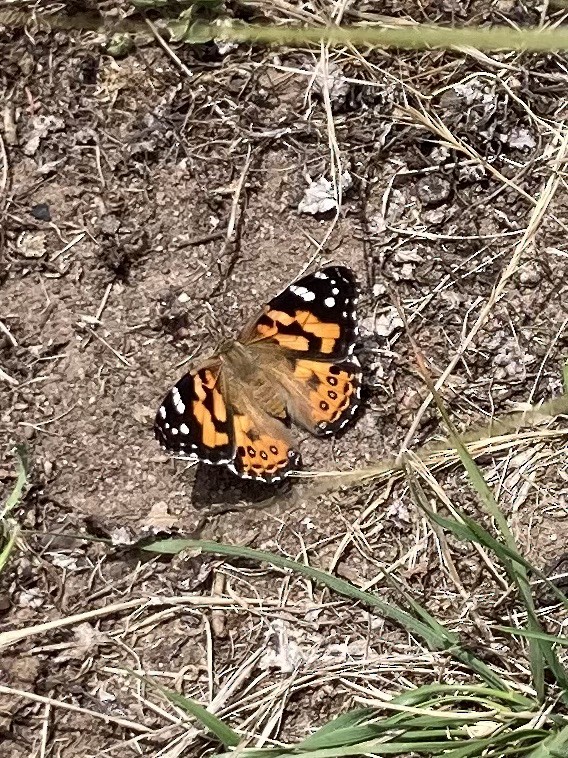 Australian Painted Lady - ML646383903