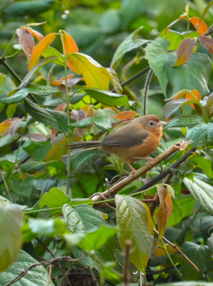 Tawny-bellied Babbler - ML646383905