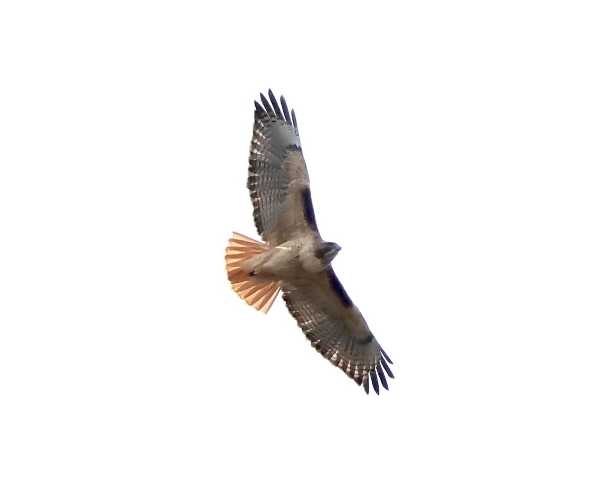 アカオノスリ - ML646383907