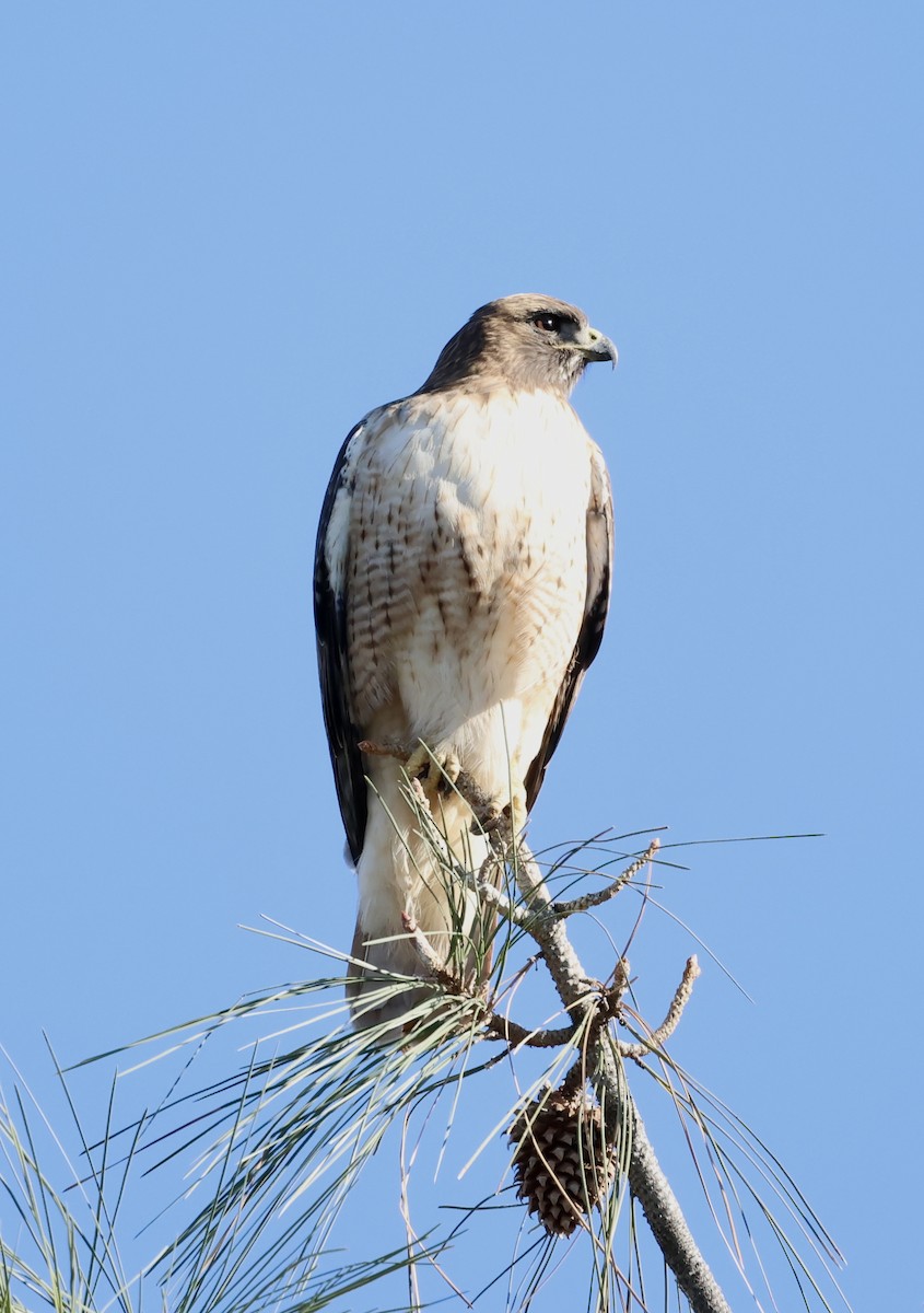 アカオノスリ - ML646383909