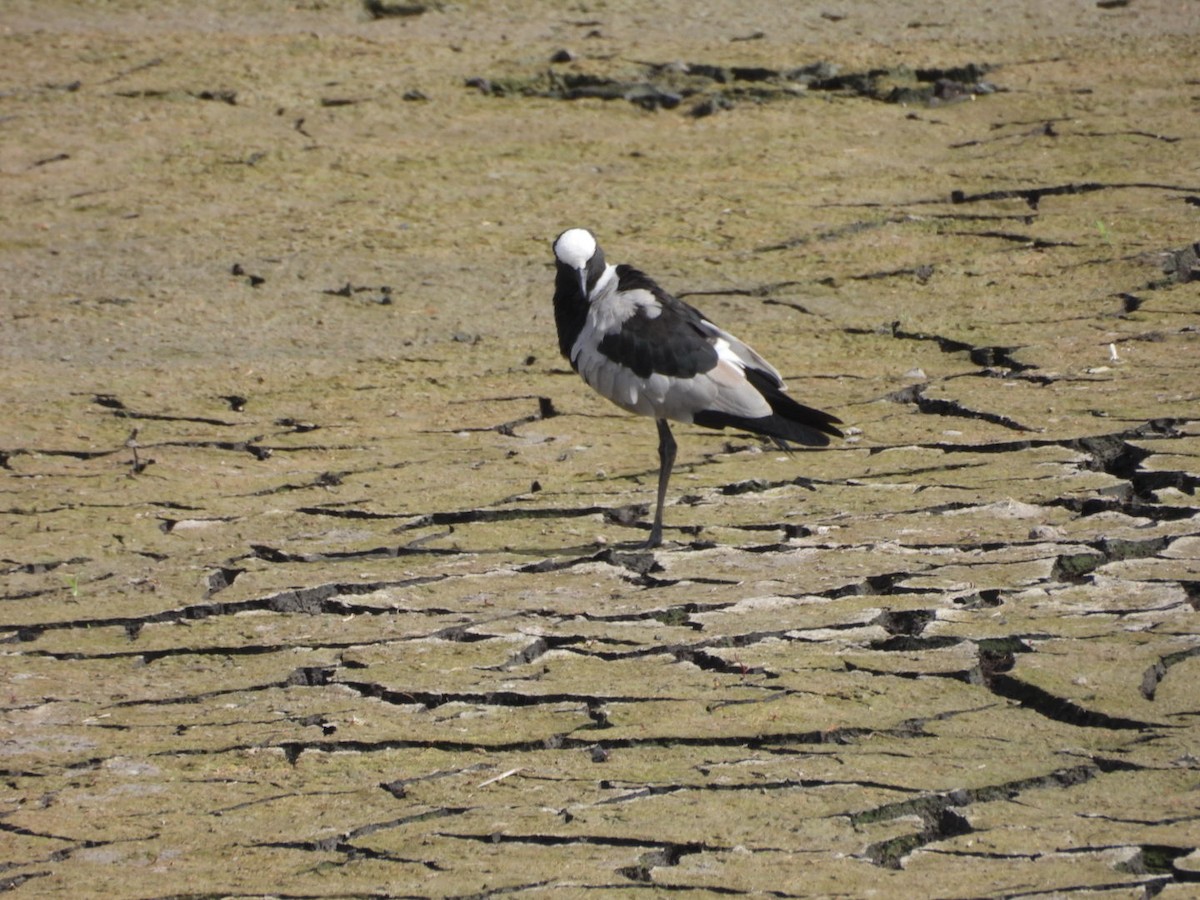 Blacksmith Lapwing - ML646383911