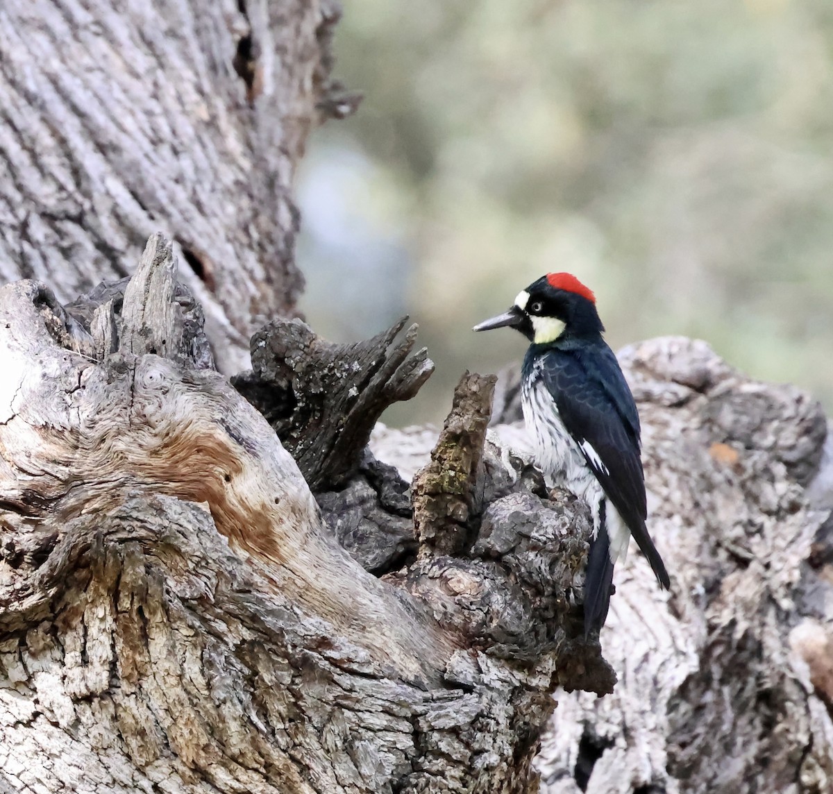 ドングリキツツキ - ML646383912