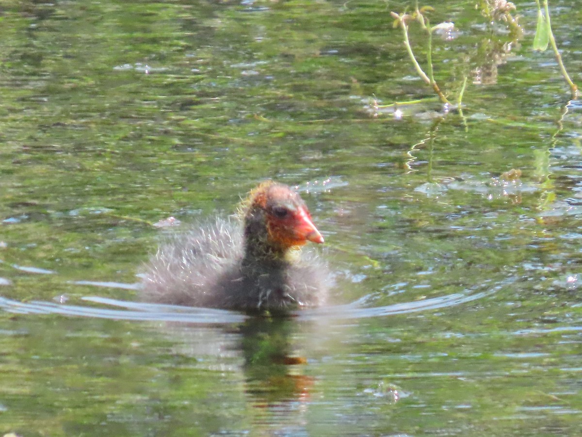 sothøne - ML646383913