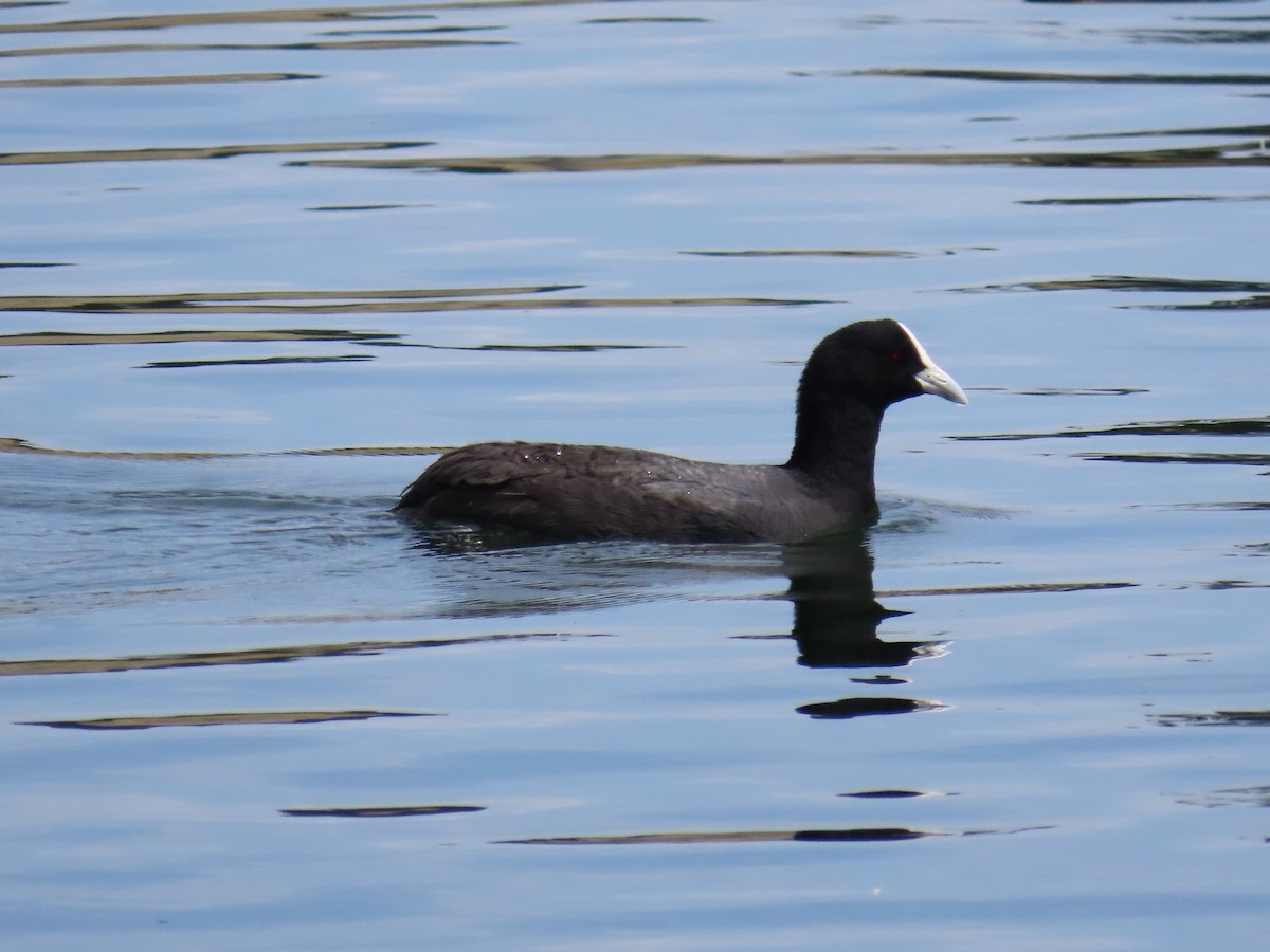 sothøne - ML646383914