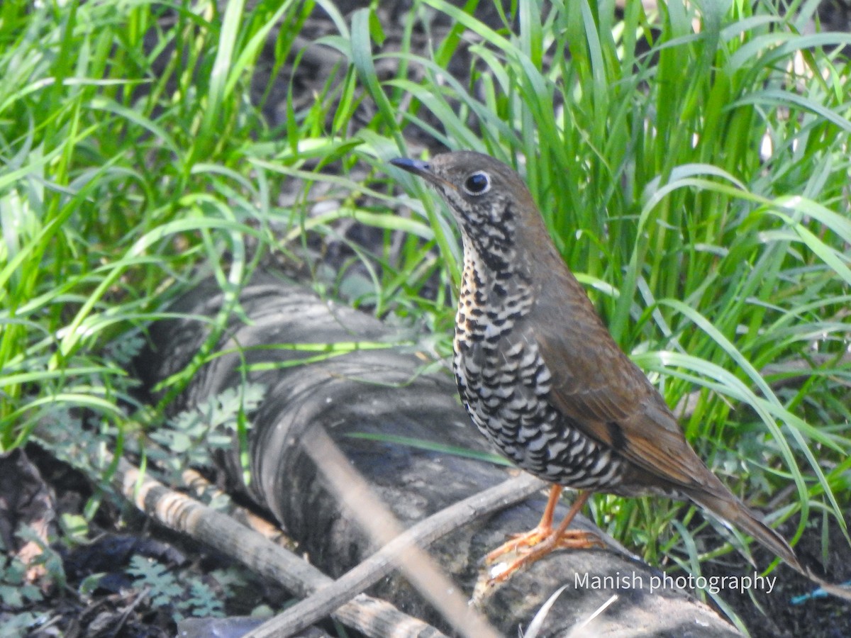 Alpine Thrush - ML646383915