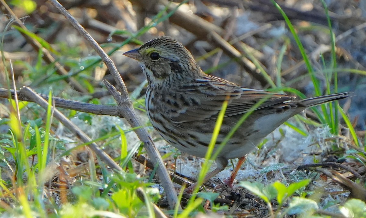 Savannah Sparrow - ML646383917