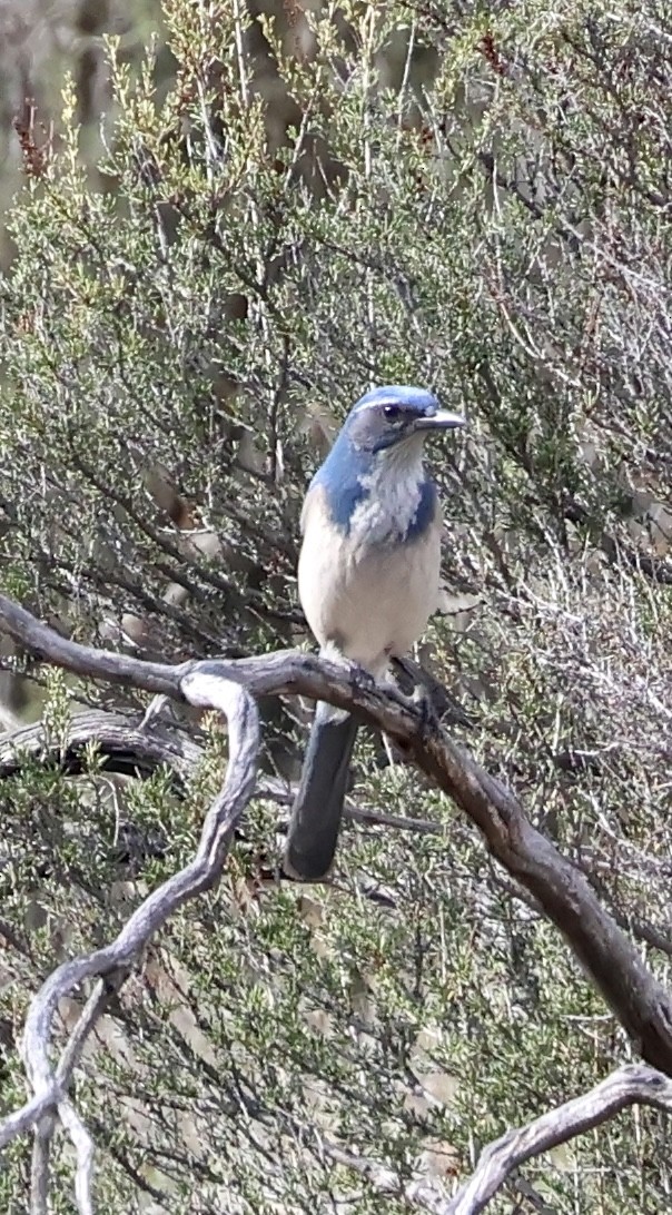 カリフォルニアカケス - ML646383918