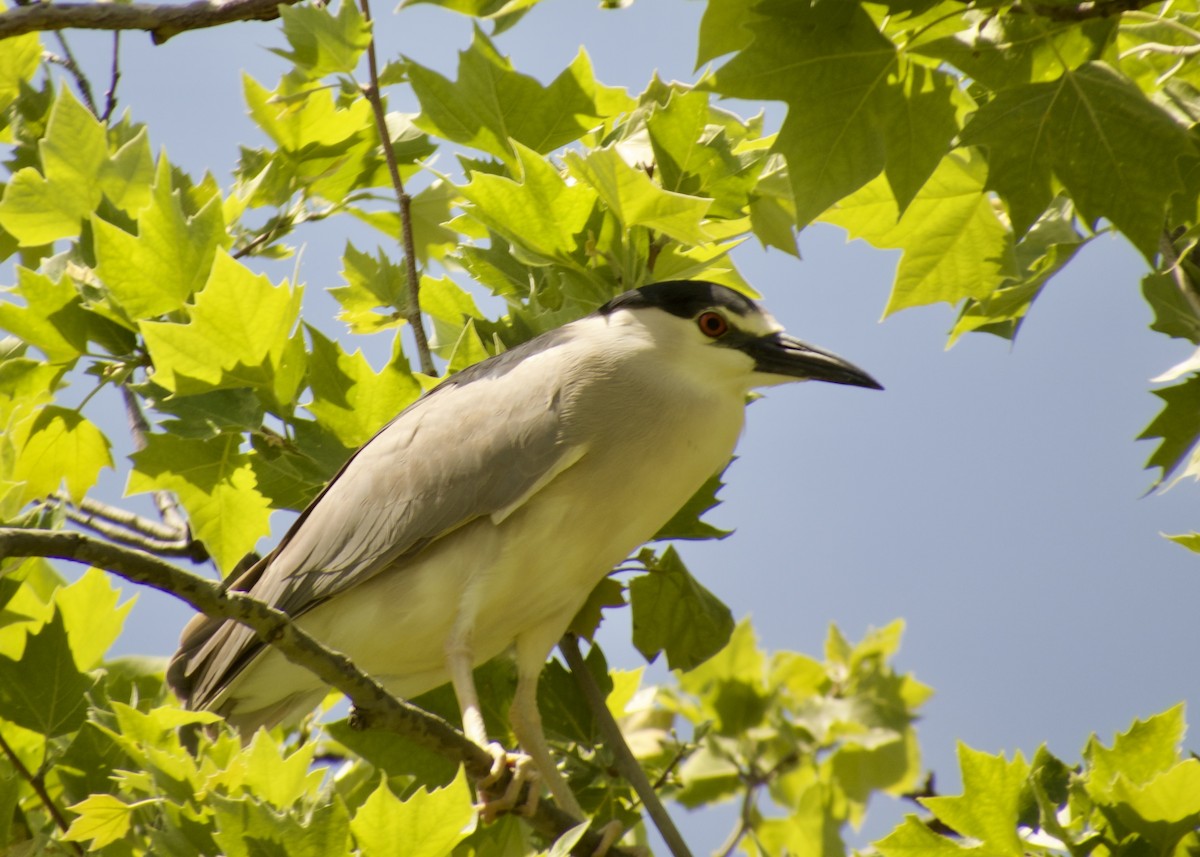 夜鷺 - ML646383919