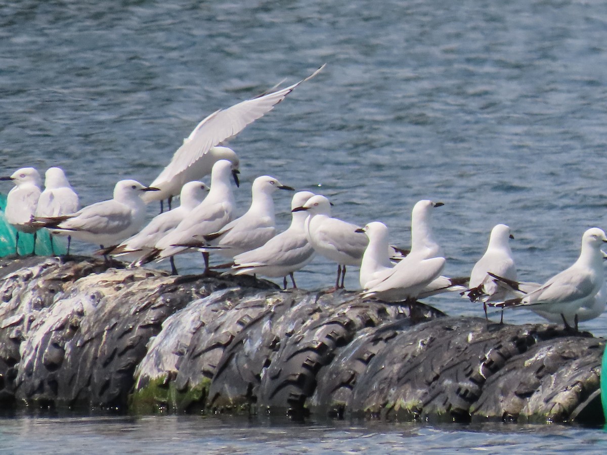 maorimåke - ML646383920