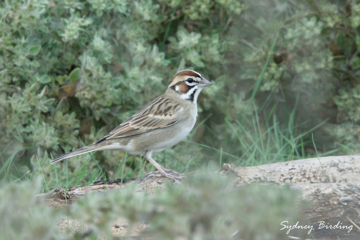 Lark Sparrow - ML646383922