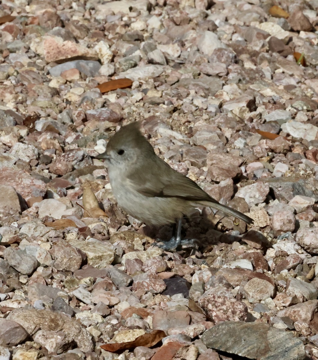 Herrerillo Unicolor - ML646383923