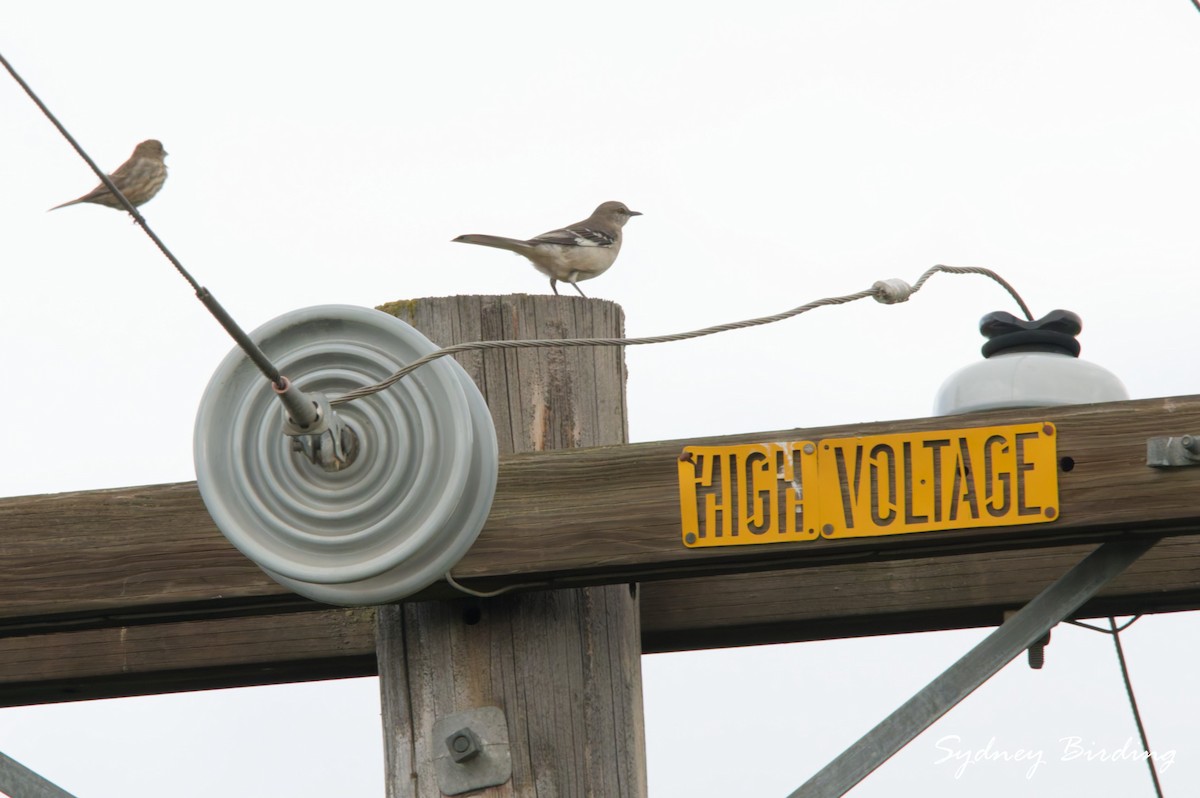 Northern Mockingbird - ML646383924