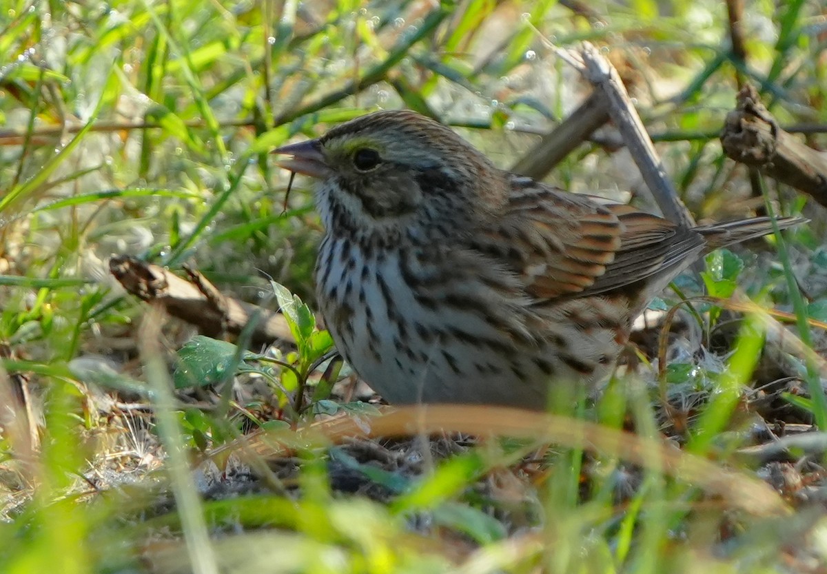 Savannah Sparrow - ML646383925