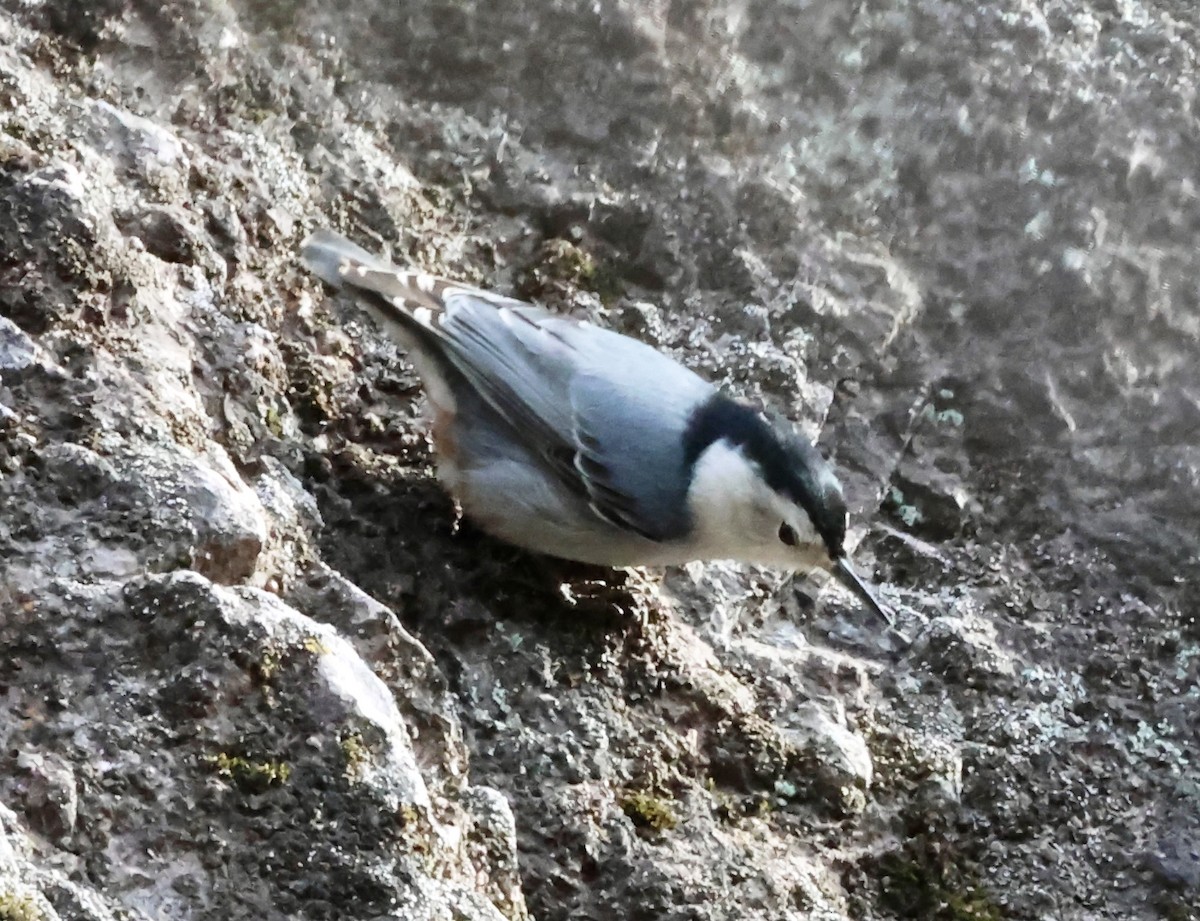 ムナジロゴジュウカラ - ML646383927