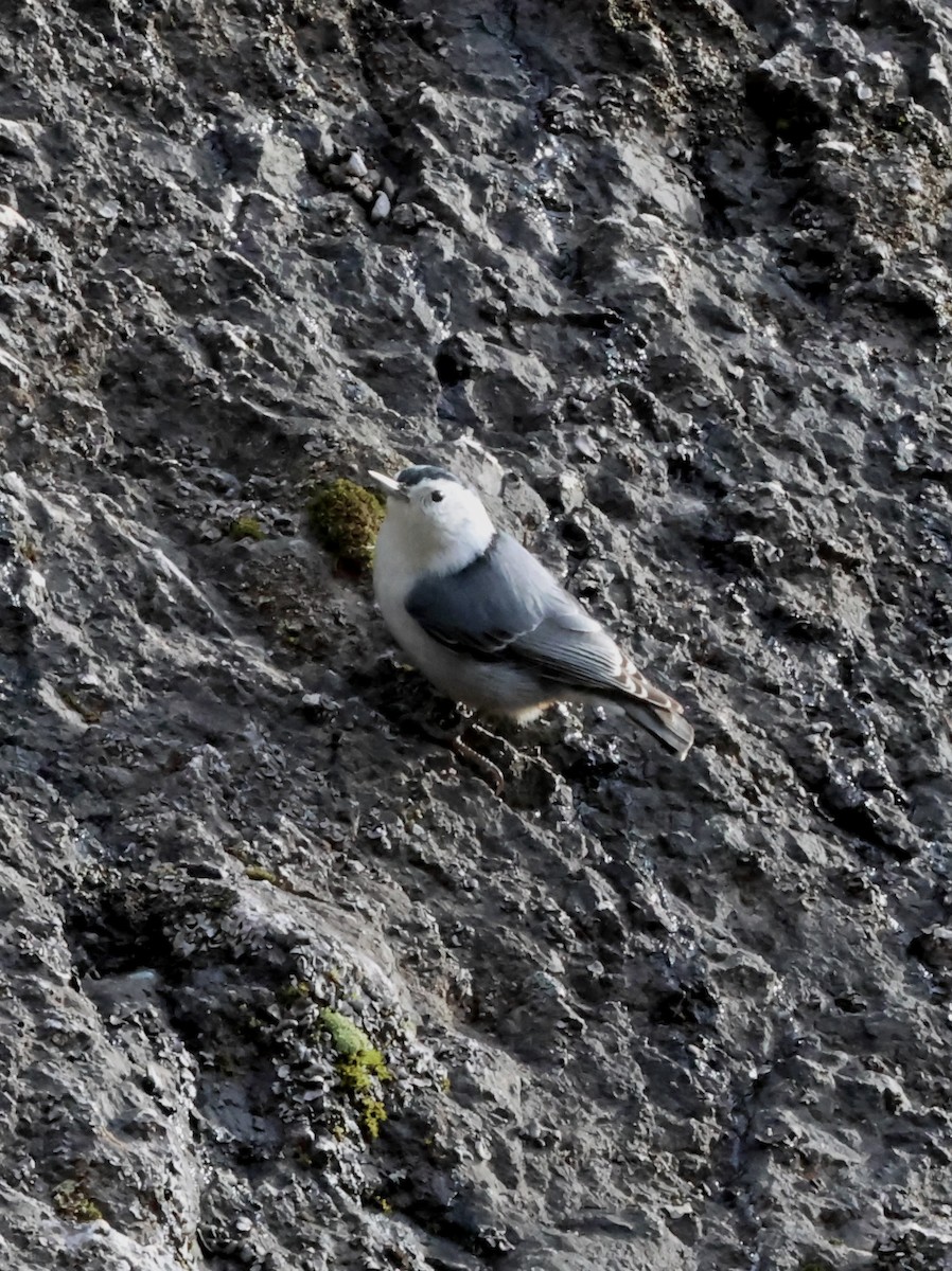 ムナジロゴジュウカラ - ML646383928