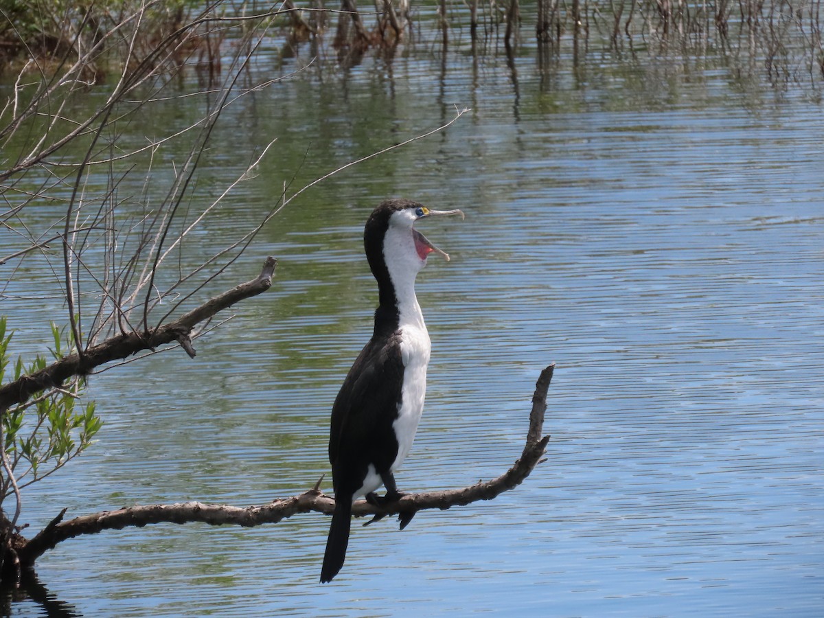 australskarv - ML646383929