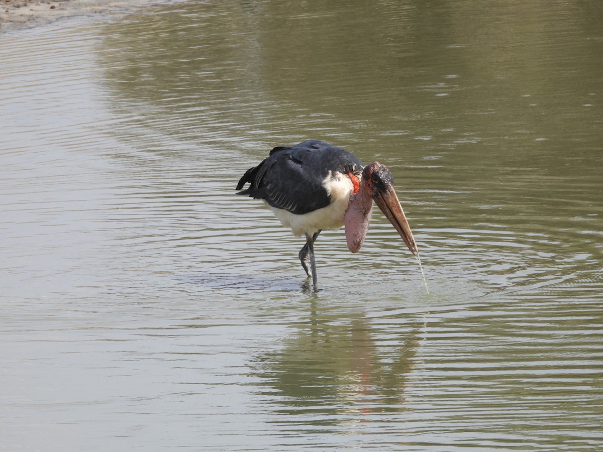 Marabou Stork - ML646383930