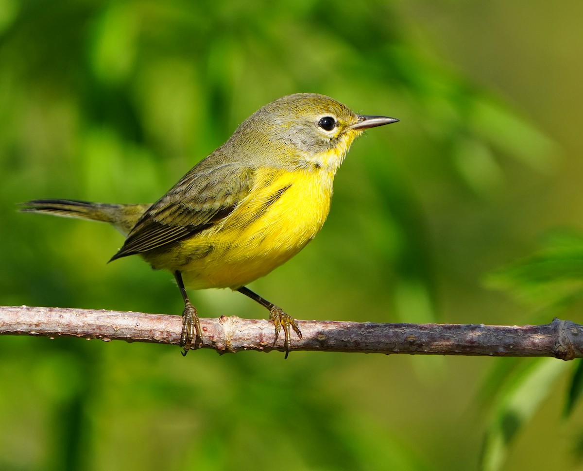 Prairie Warbler - ML646383931