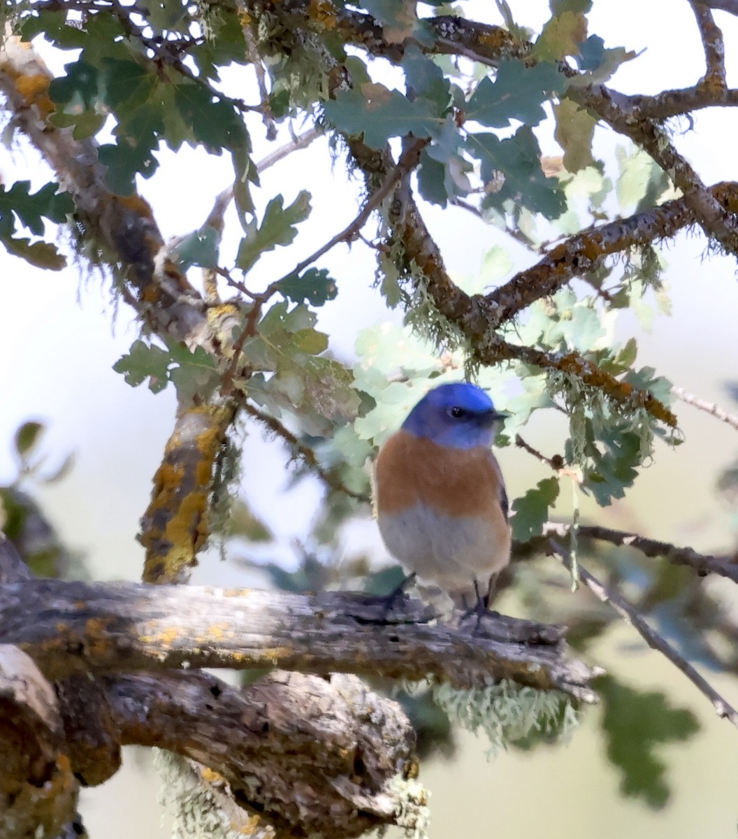 チャカタルリツグミ - ML646383932