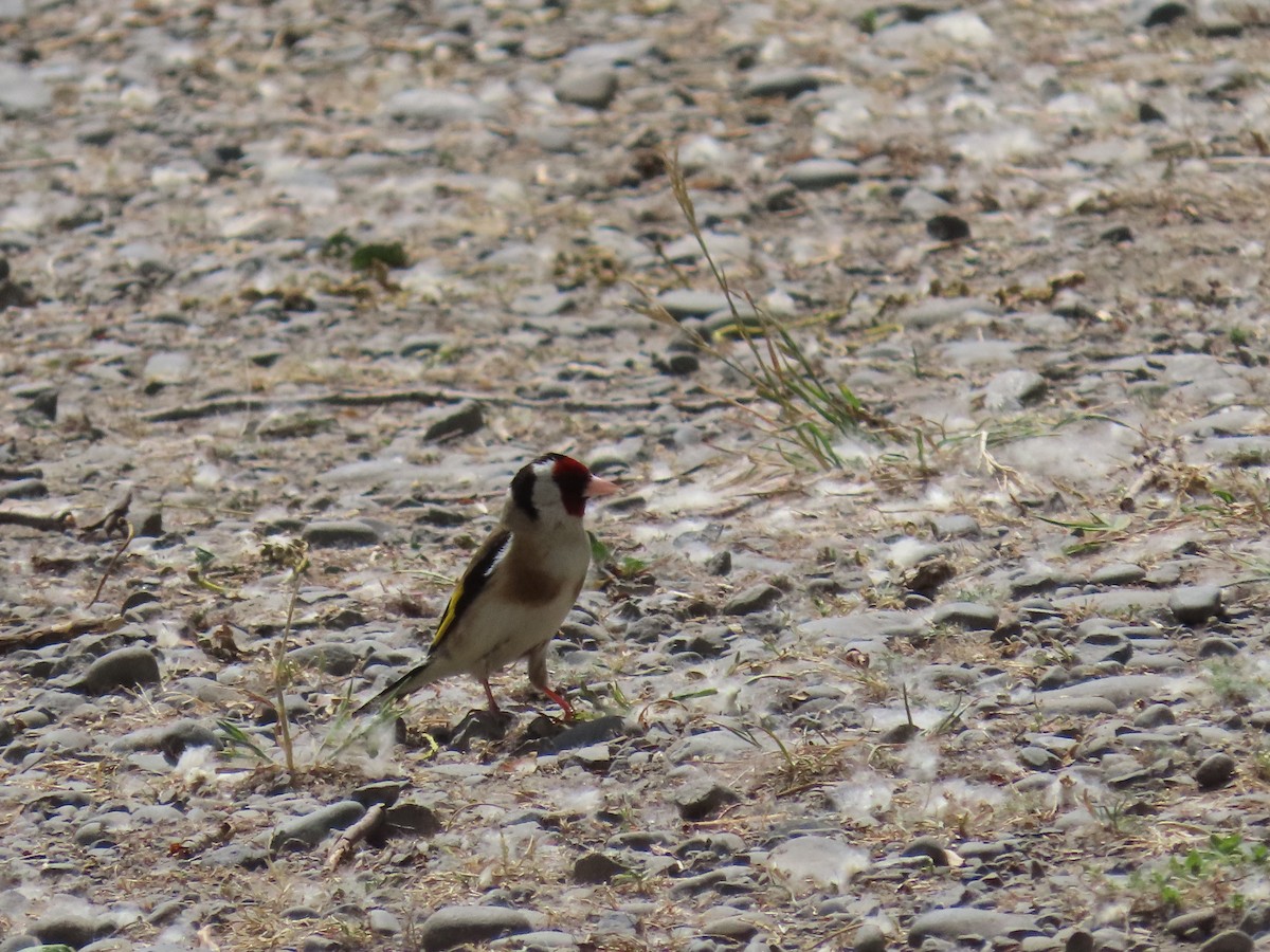 stillits - ML646383935