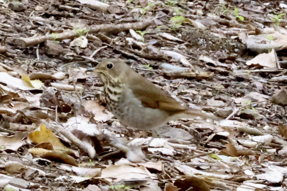 チャイロコツグミ - ML646383936