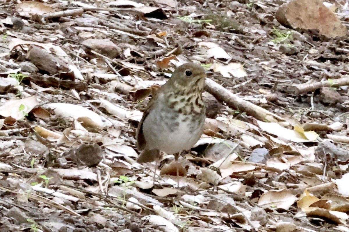 チャイロコツグミ - ML646383937