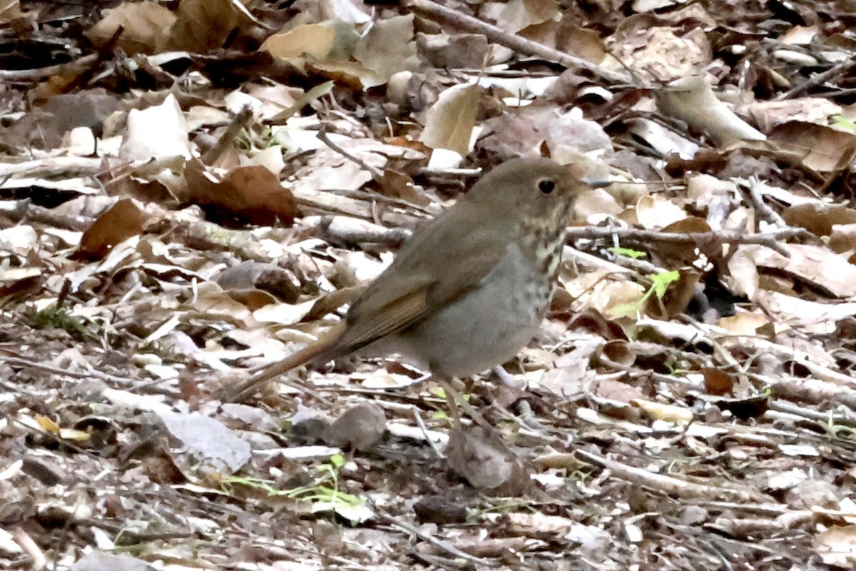 チャイロコツグミ - ML646383938