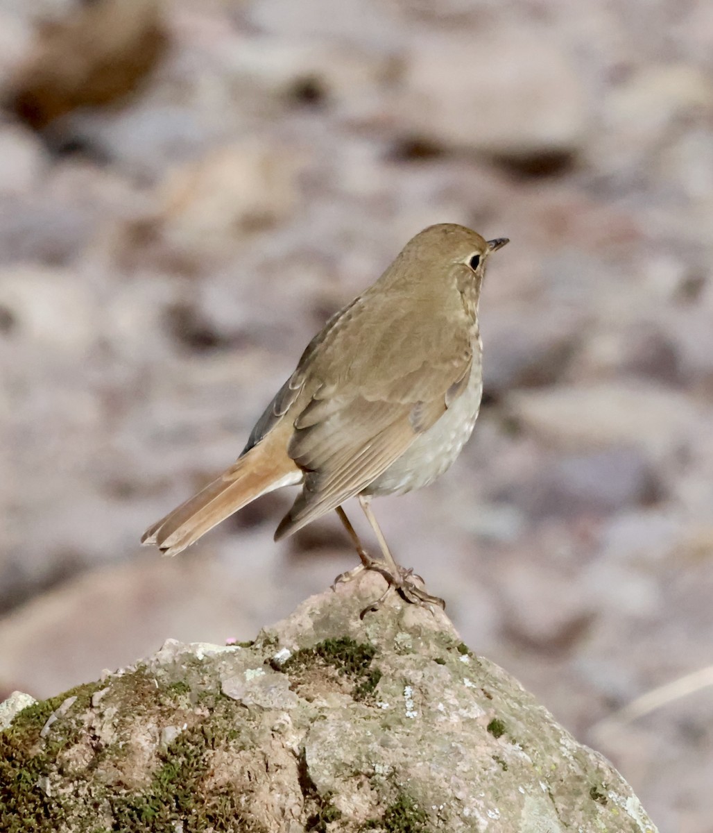 チャイロコツグミ - ML646383939