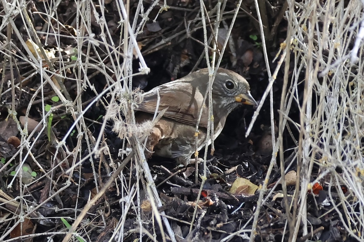 Fox Sparrow - ML646383942