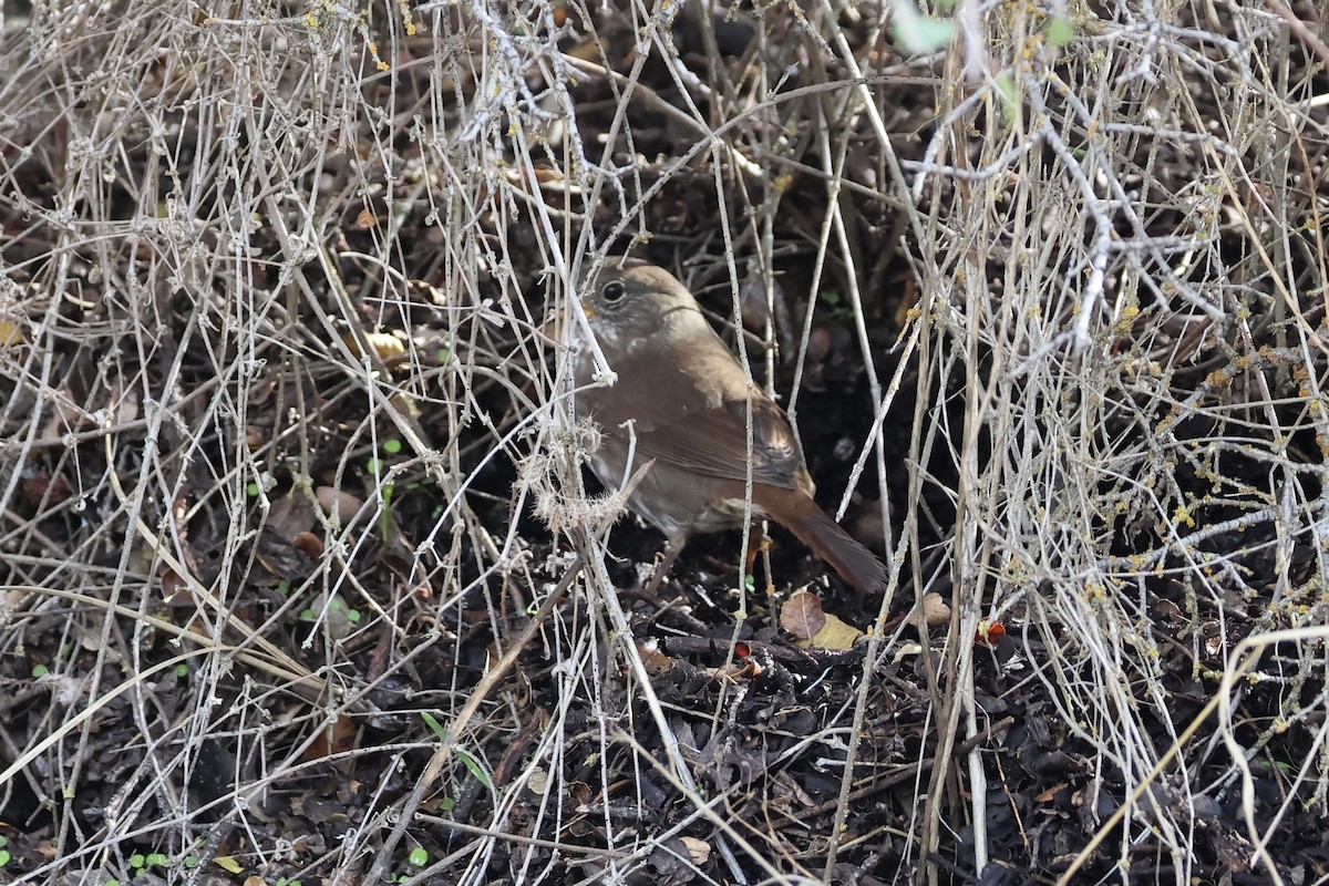 Fox Sparrow - ML646383943