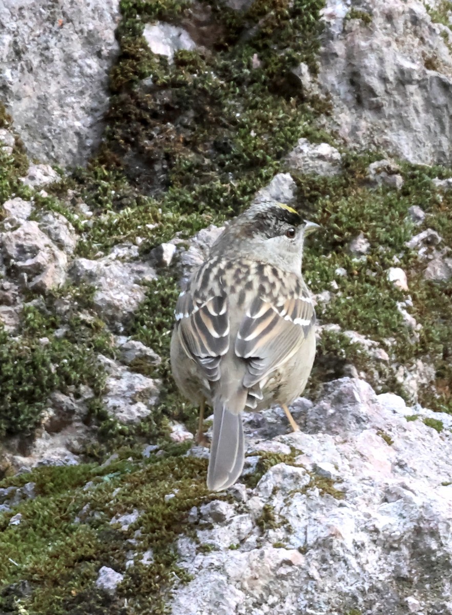 キガシラシトド - ML646383945