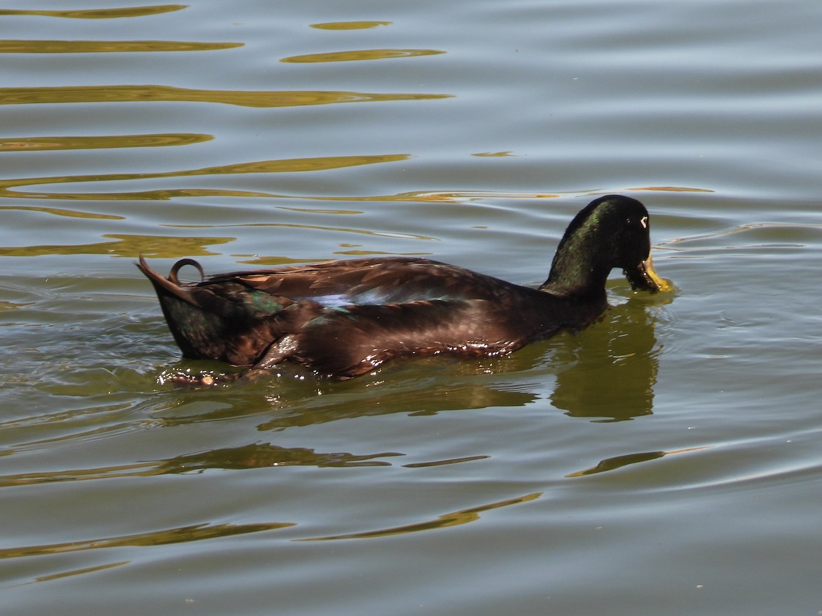 Mallard (Domestic type) - ML646383946