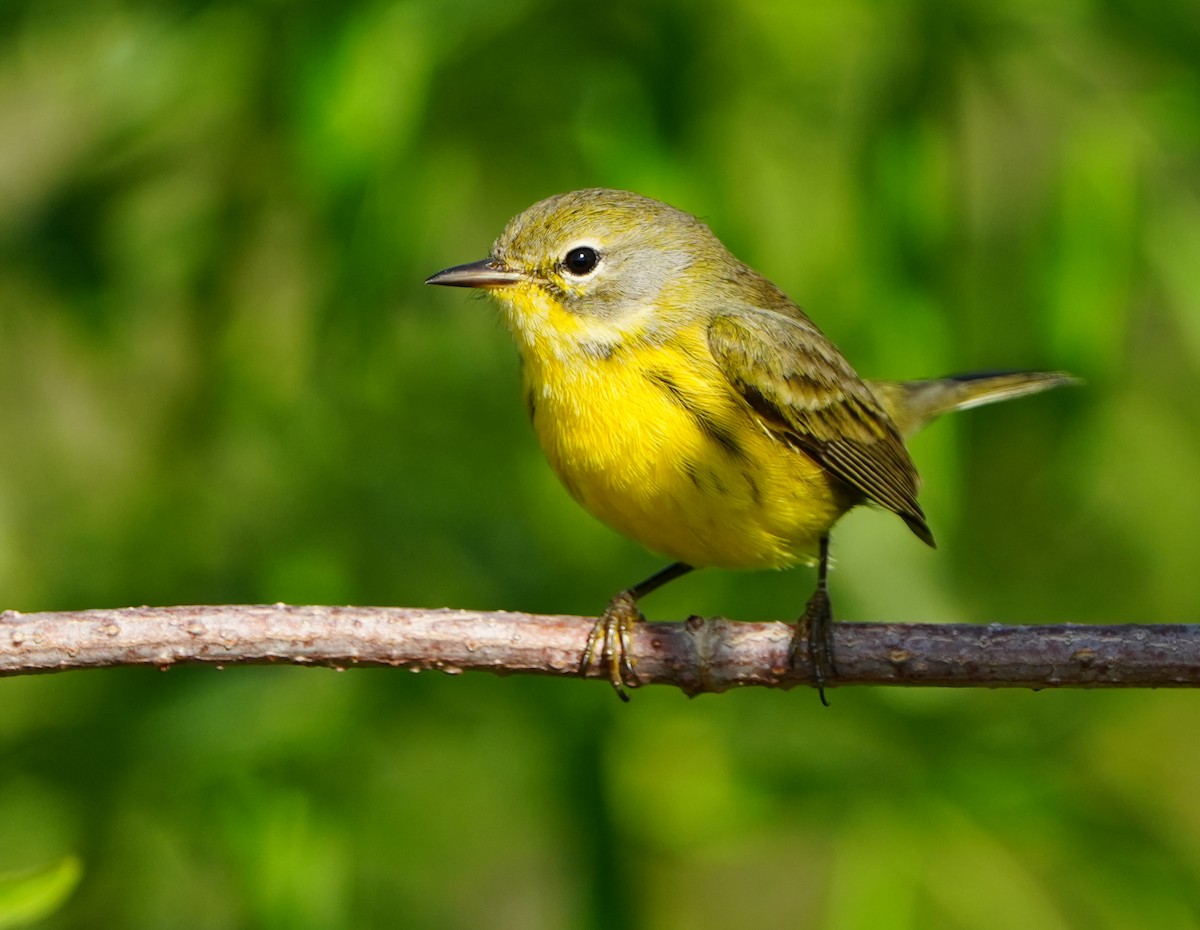 Prairie Warbler - ML646383947