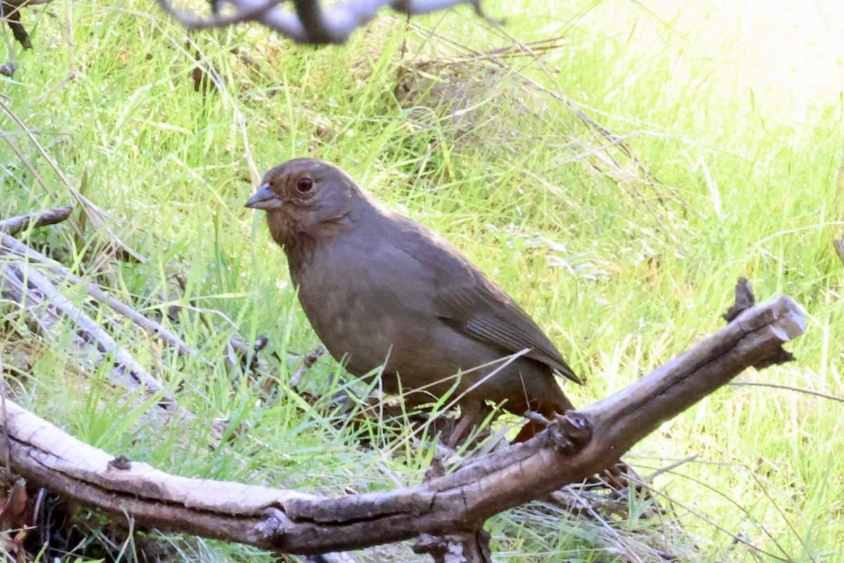 カリフォルニアムジトウヒチョウ - ML646383948
