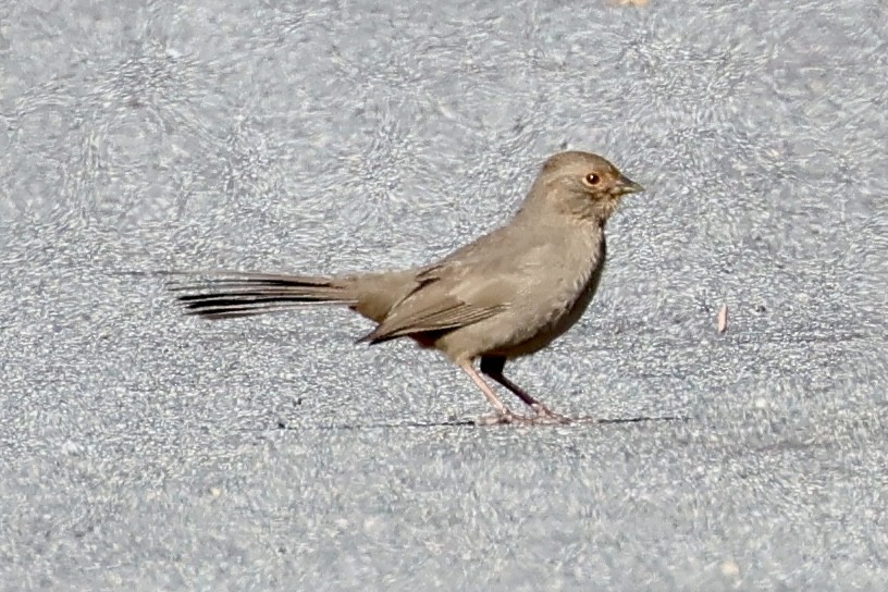 カリフォルニアムジトウヒチョウ - ML646383949