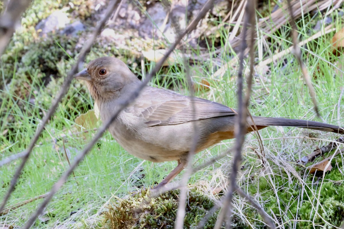 カリフォルニアムジトウヒチョウ - ML646383950