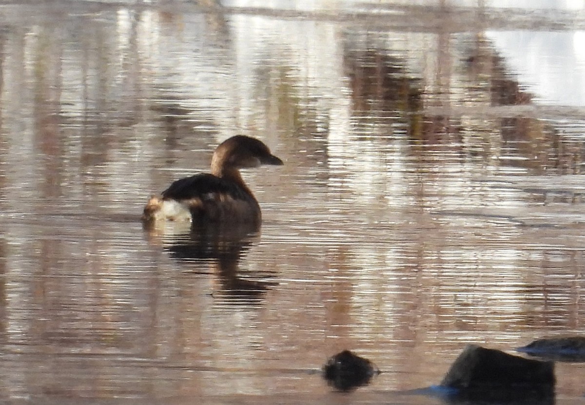 Pied-billed Grebe - ML646383951