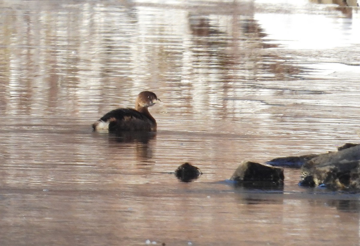 Pied-billed Grebe - ML646383952