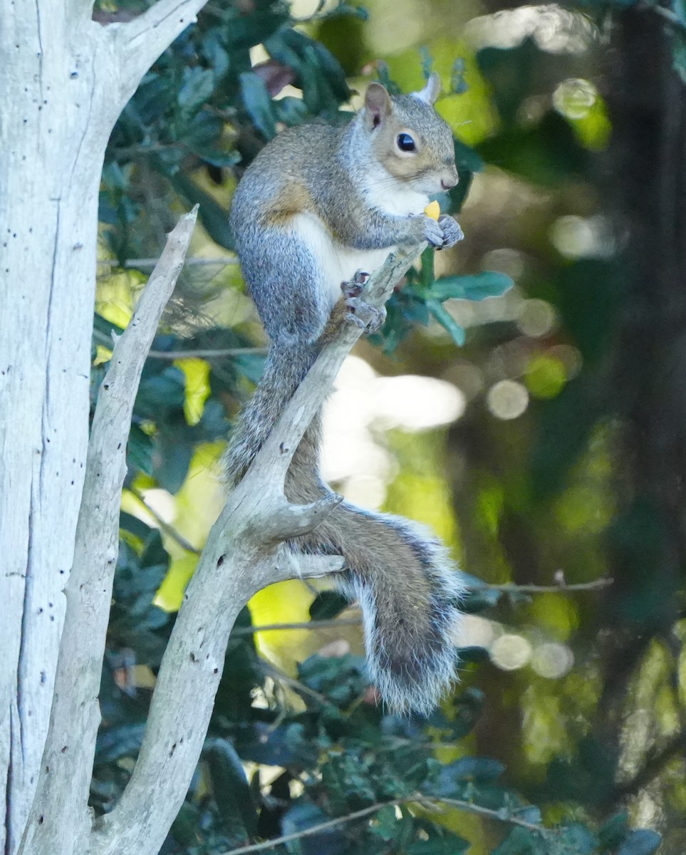 Florida Gray Squirrel - ML646383953