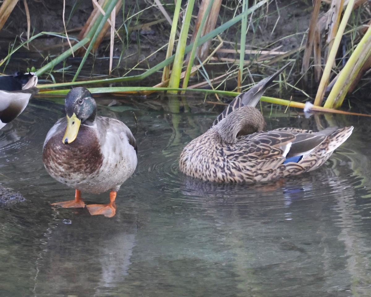 Basahatea - ML646383954