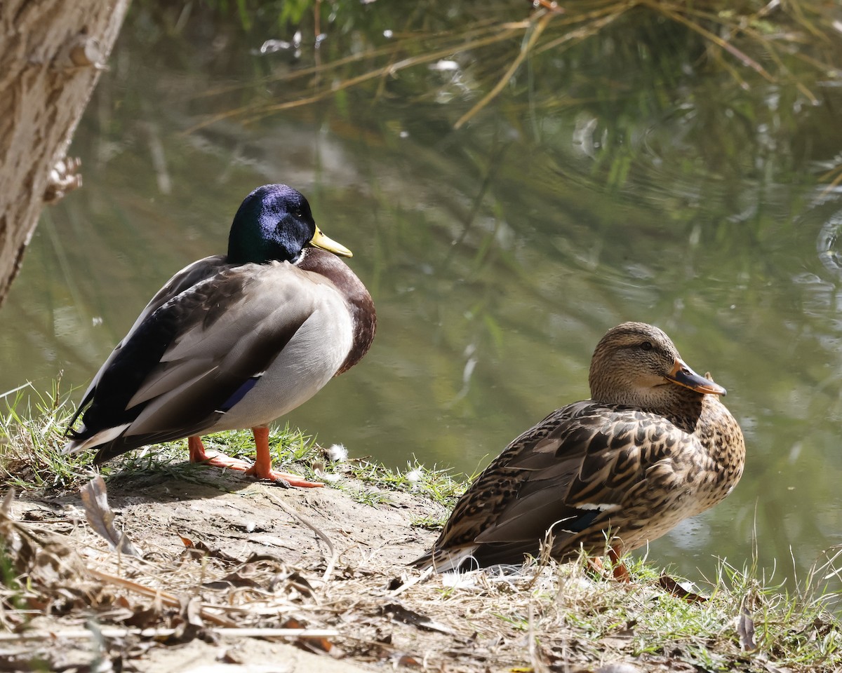 Basahatea - ML646383955