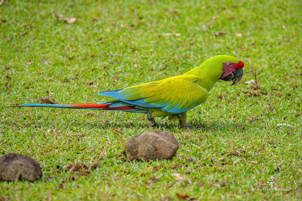 Great Green Macaw - ML646383956