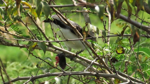 Gray-backed Fiscal - ML646383957