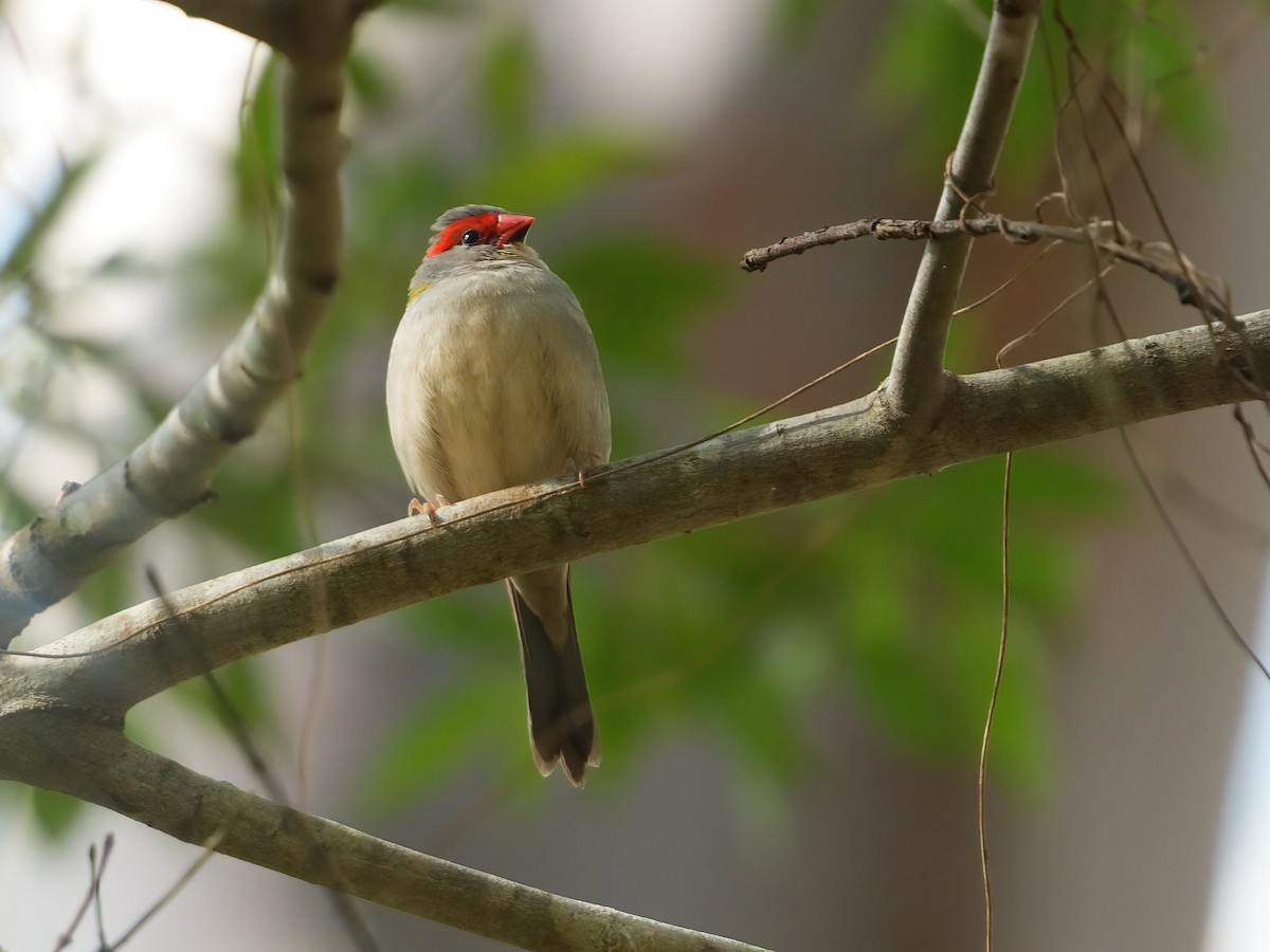 Red-browed Firetail - ML646383959