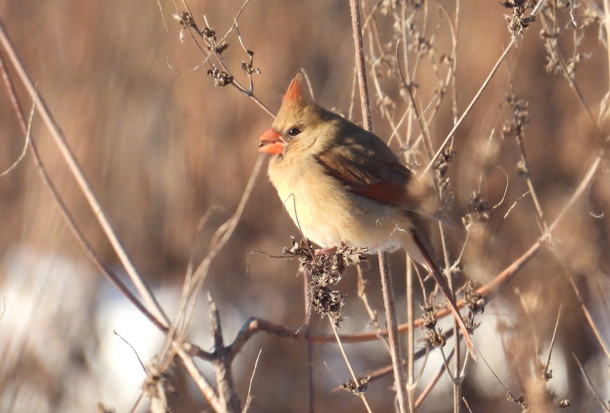Красный кардинал - ML646383961