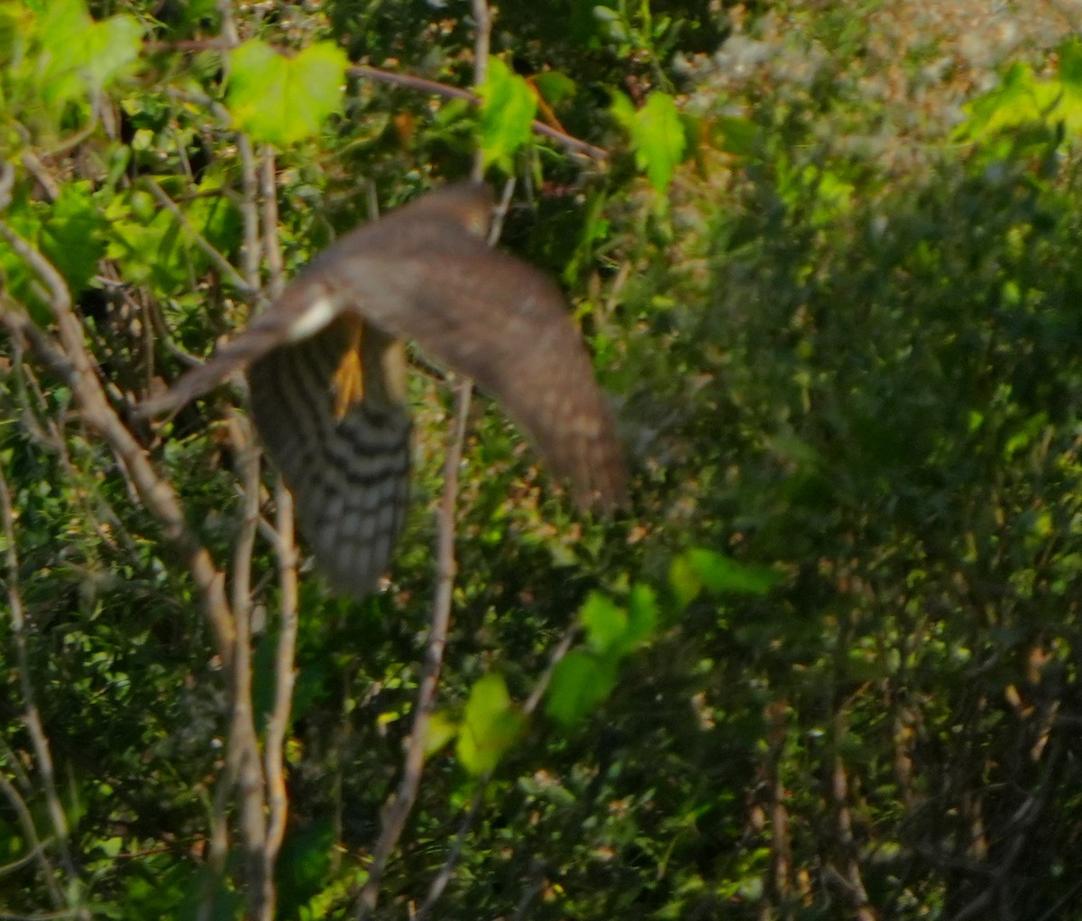 Sharp-shinned Hawk - ML646383962