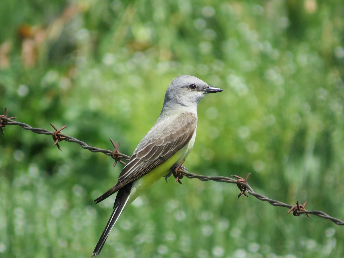 Western Kingbird - ML646383963