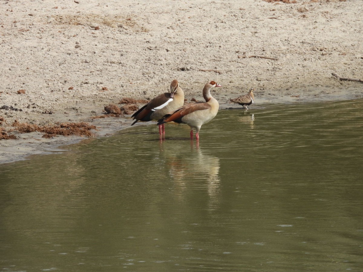Egyptian Goose - ML646383964